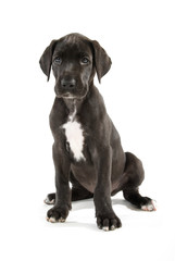 Sitzender Doggenwelpe isoliert auf weißem Hintergrund