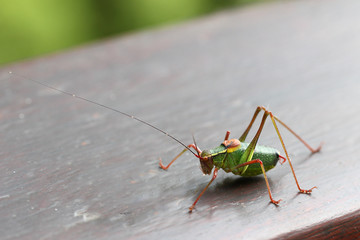 Laubholz-S&auml;belschrecke sonnt sich auf Holz-Balustrade