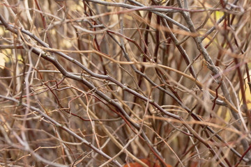 Brown bush branches without leaves in autumn close-up.