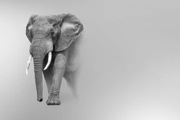 Fototapeten Elefant, der aus dem Schatten in die weiße Ausgabe der digitalen Tierkunst des Lichts tritt © Effect of Darkness