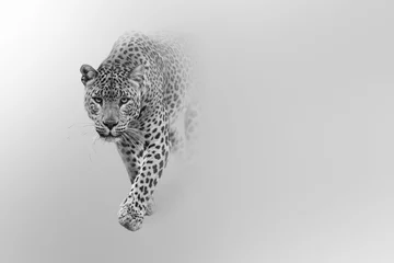 Fotobehang Lichtgrijs luipaard loopt uit de schaduw het licht in digitale natuurkunst witte editie