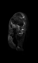 Fototapeten schwarzer Panther, der aus der Dunkelheit ins Licht geht © Effect of Darkness