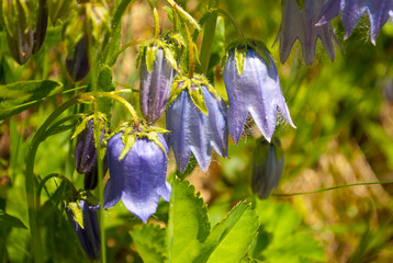 The bluebells in bloom in spring