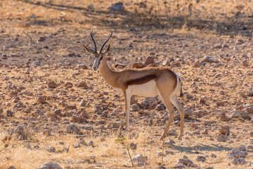 Springbok in Etosha