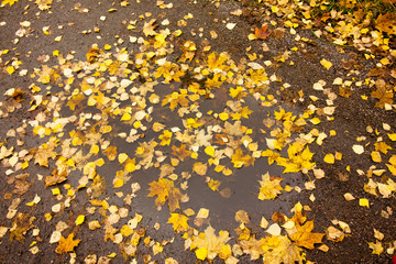 Autumn leaves in a rain puddle.