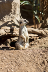 Meerkat looking off into distance