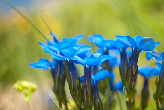 The intense colors of the violets in the high mountains