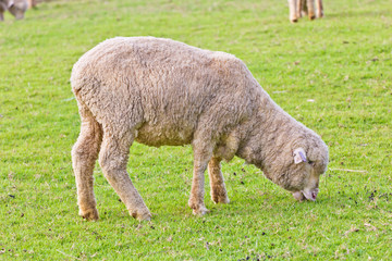 Naklejka na ściany i meble merino sheep on a farm