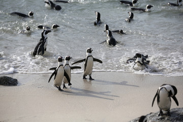 funny penguins on a beach in south africa.