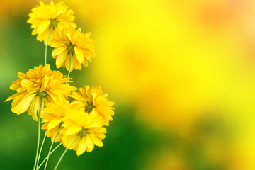 Colorful dahlia flowers on a background of the autumn landscape