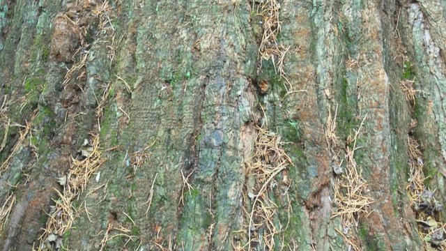 Vertical Pan Shot of the Trunk of Britain's widest conifer tree, giant redwood, in Cluny House Gardens, Scotland