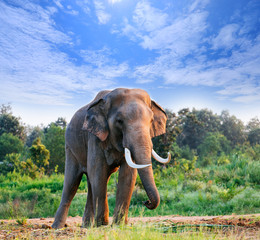 Fototapeta na wymiar Thai elephant