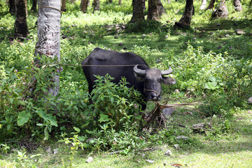 in einem Wald angebundene Kuh