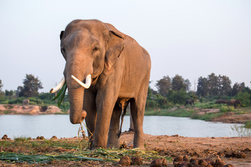 Fototapeta na wymiar Thai elephant