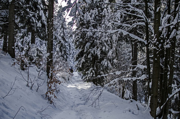 Zimowy bieszczadzki las 
