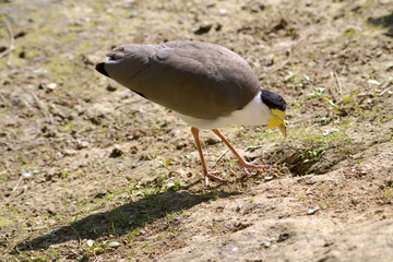 Masked lapwing (Vanellus miles) on ground