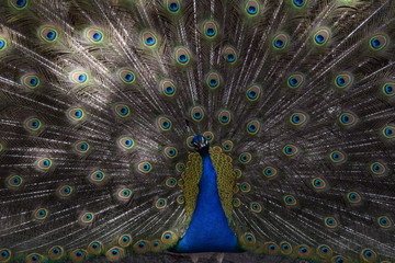 Obraz premium pavão_Asas