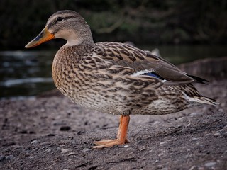 Fototapeta premium Mallard
