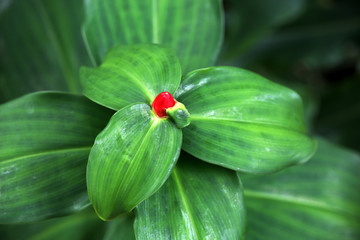 rote Blüte des Ingwergewächs Costus woodsonii