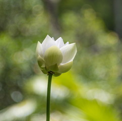 Opening white lotus flower