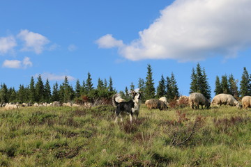the dog sheeps sheep