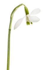 Fototapeta na wymiar Flower of snowdrop isolated on white background