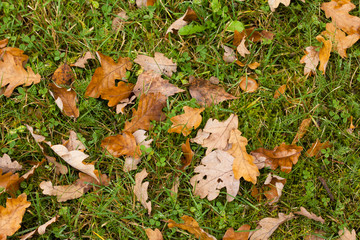 Yellow and brown leaves in autumn on a green grass.