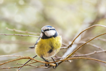 Blaumeise im Frühling genießt die ersten Sonnenstrahlen