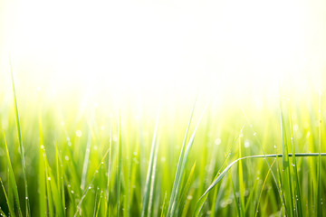 Rice field with dew drop
