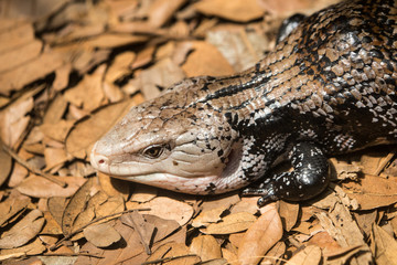 blue tongue sking