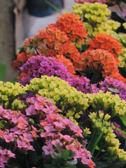 Small colorful flowers