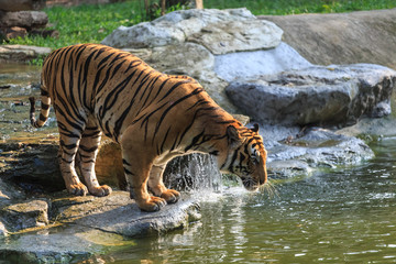 Asian- or bengal tiger standing in the forest