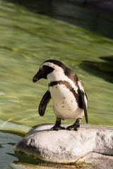 Brillenpinguin im Zoo