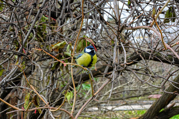 Bird on a branch