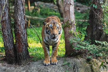 Asian- or bengal tiger standing in the forest