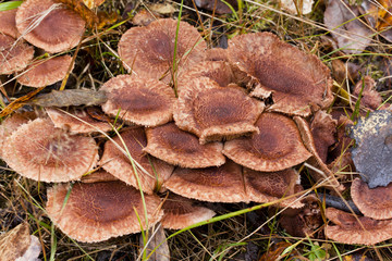 Large group og mushrooms grows on tree butt.