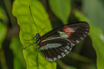 Exotischer Schmetterling saugt Nektar an einer Blüte