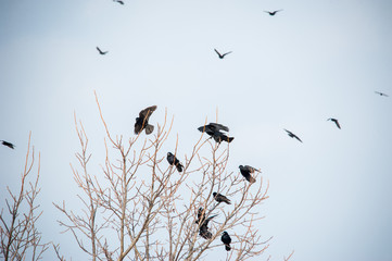 Krähen sammeln sich auf Baum