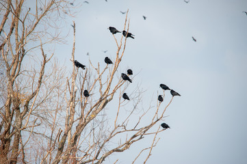 Krähen sammeln sich auf Baum