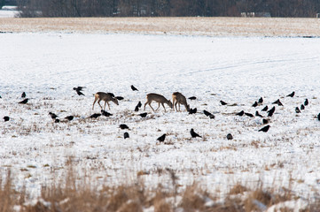 Rehe umringt von Raben