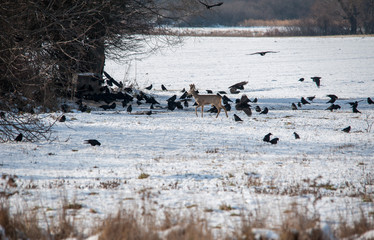 Rehe umringt von Raben