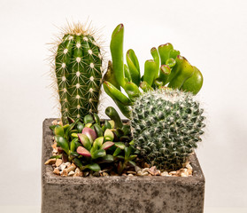 Composizione di cactus e piante grasse