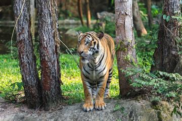 Fototapeta na wymiar tiger in Thailand