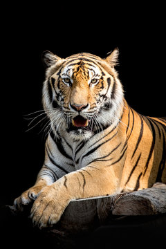 tiger in Thailand