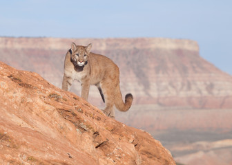 Young cougar standing on top of a red sandstone boulder with a southwestern mesa in the background
