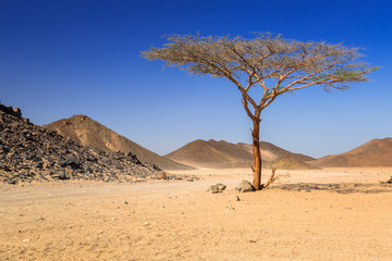 Fototapeta na wymiar Scenery of the african desert in Egypt