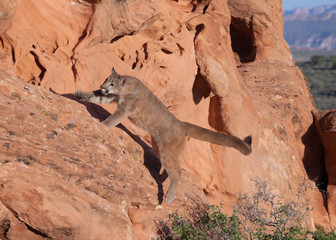 Young cougar jumping from the ground up onto a red sandstone ledge in Southern Utah