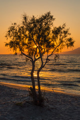 The sun setting behind a lone tree and mountains on a white sandy beach at golden hour.