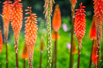 Close up of cluster of orange red hot poker flowers