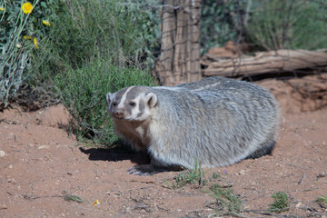Badger in desert setting with old fence posts and wire fence in the background